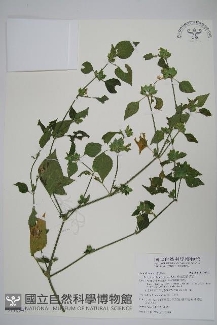 華九頭獅子草藏品圖，第1張