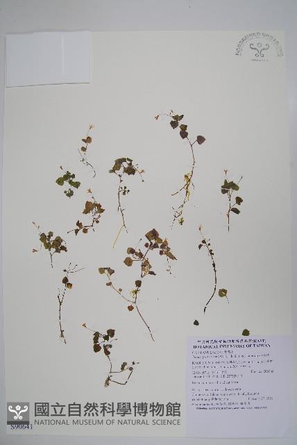 山桔梗藏品圖，第1張