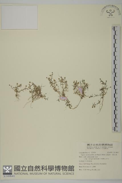 瓜槌草、漆姑草藏品圖，第1張