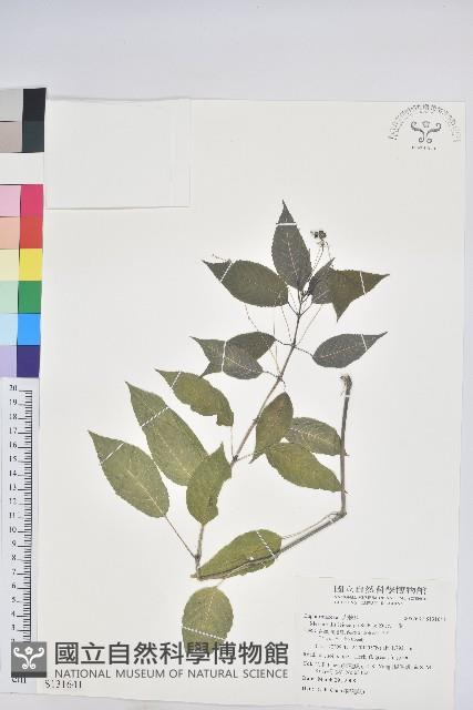 山靛藏品圖，第1張