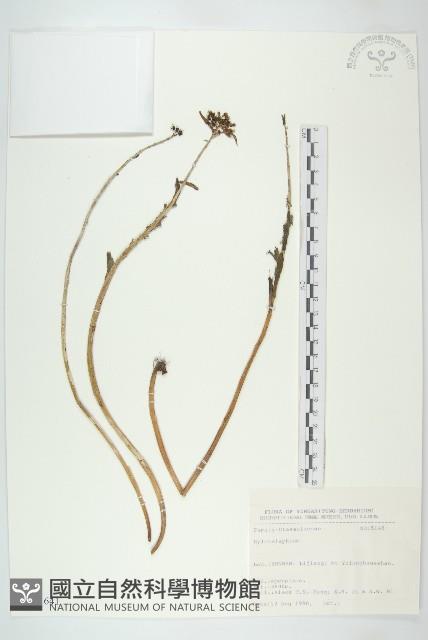 登錄號:S031641藏品圖，第1張