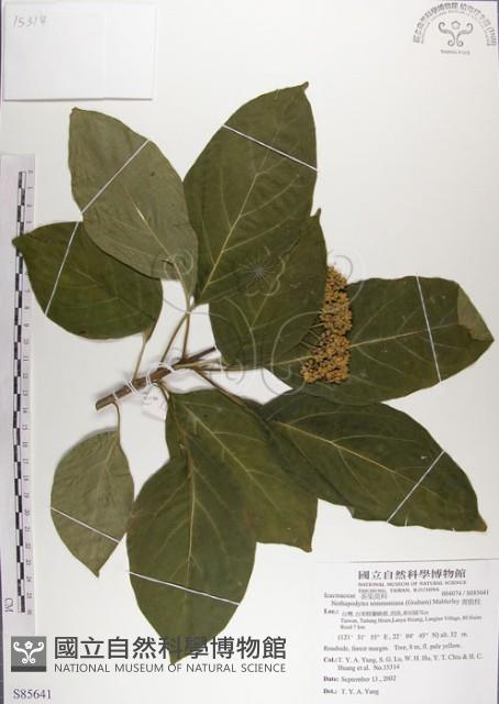 青脆枝藏品圖，第1張