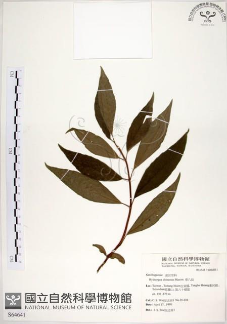 華八仙藏品圖，第1張