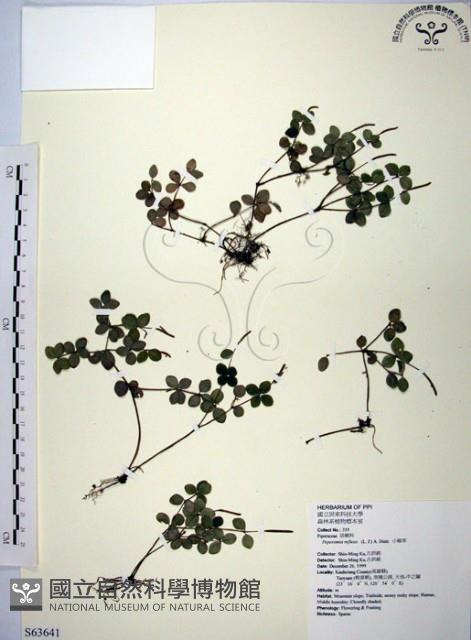 小椒草藏品圖，第1張