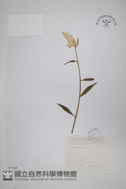 青葙藏品圖，第1張