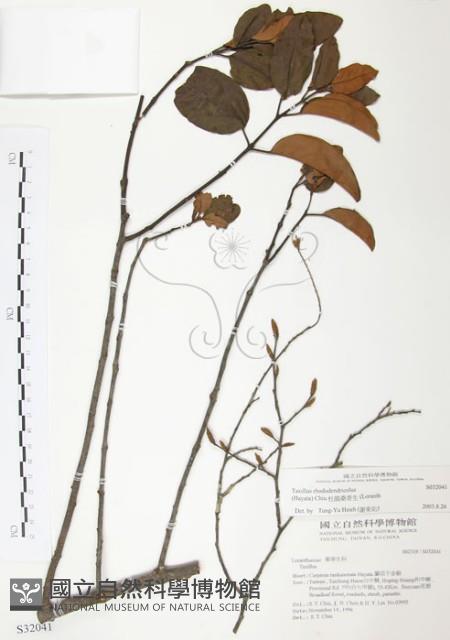 杜鵑桑寄生藏品圖，第1張