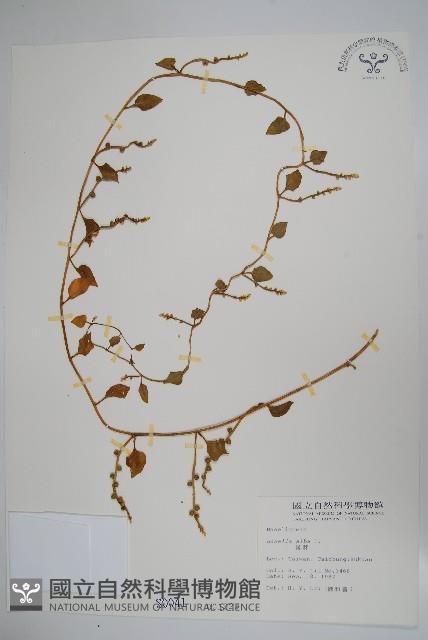 落葵藏品圖，第1張