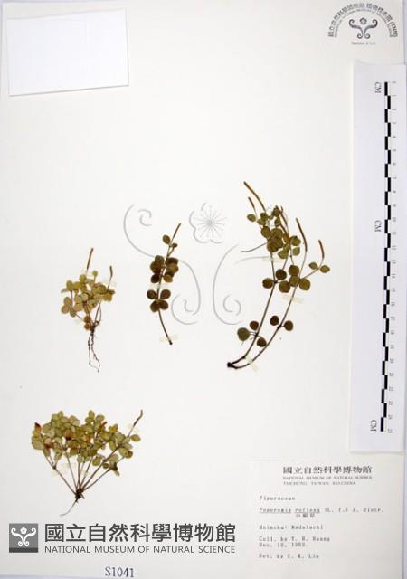 小椒草藏品圖，第1張