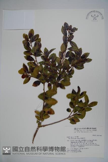 刻脈冬青藏品圖，第1張