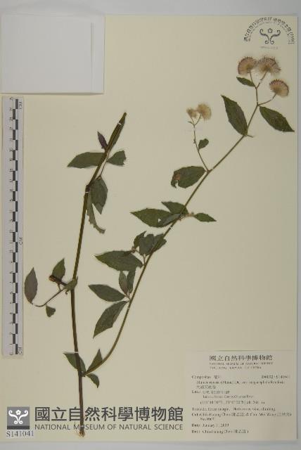 大頭艾納香藏品圖，第1張