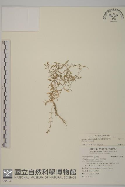 無心菜、鵝不食草藏品圖，第1張