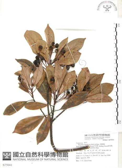 豬腳楠藏品圖，第1張