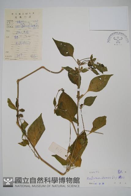 華九頭獅子草藏品圖，第1張