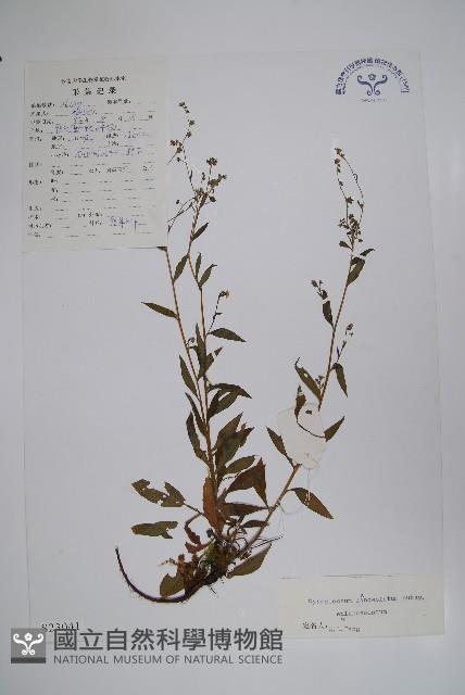 小花倒提壺藏品圖，第1張