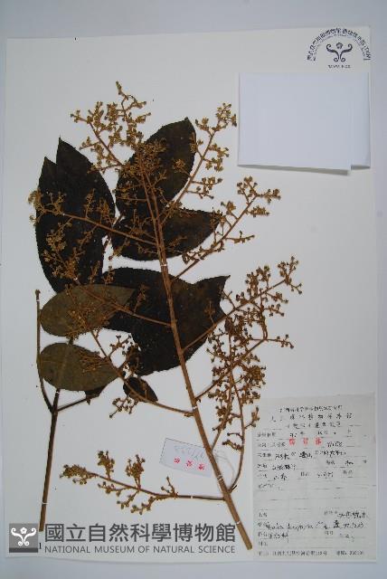 頭序蔥木藏品圖，第1張