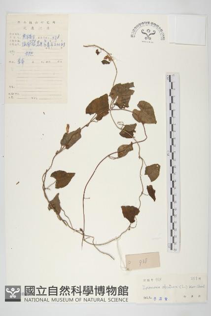 野牽牛藏品圖，第1張