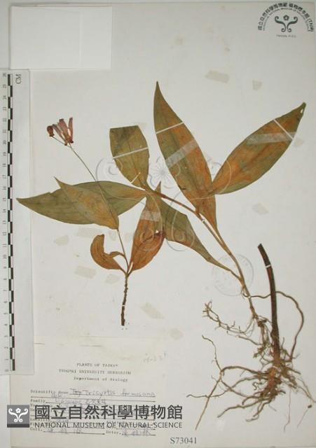 臺灣油點草藏品圖，第1張