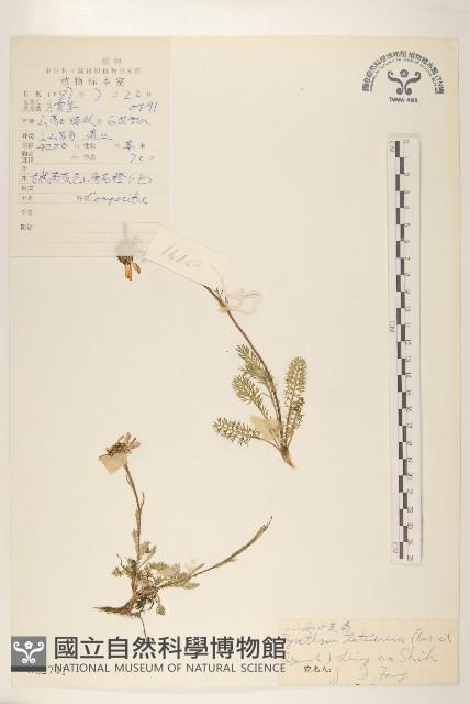 川西小黃菊藏品圖，第1張