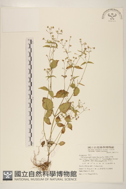 粗毛小米菊藏品圖，第1張