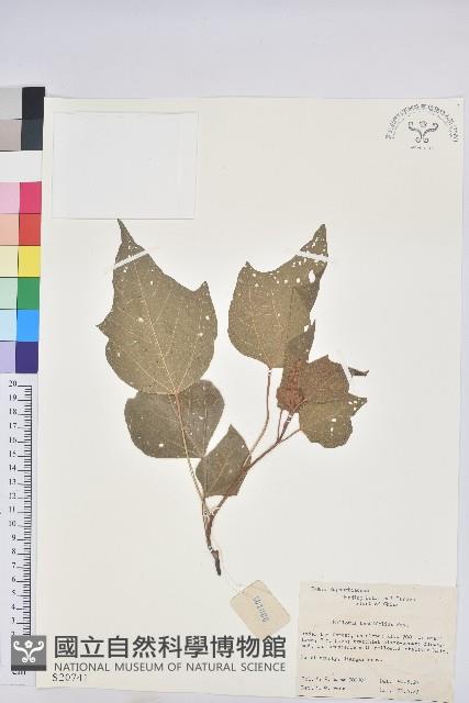 野桐藏品圖，第1張