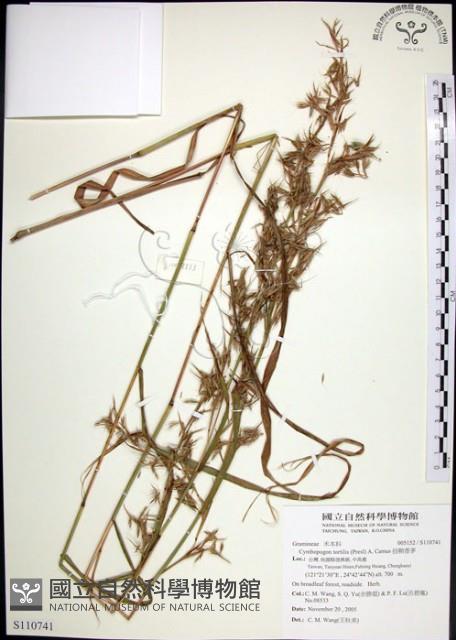 扭鞘香茅藏品圖，第1張