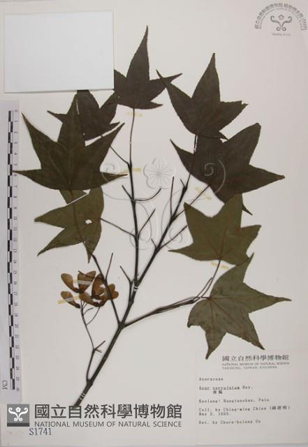 青楓藏品圖，第1張