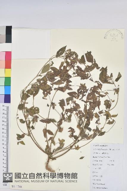 鐵莧菜藏品圖，第1張