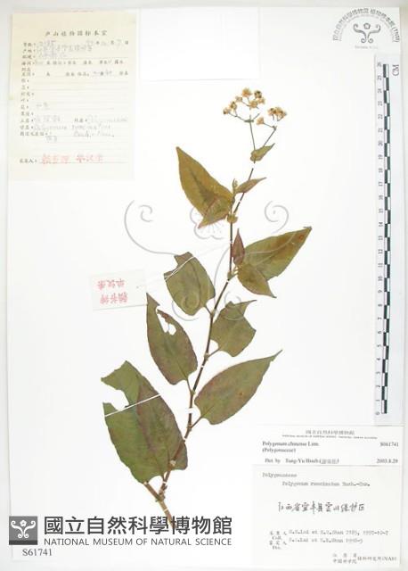 火炭母草、清飯藤藏品圖，第1張