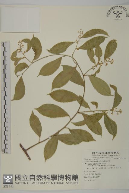 南華南蛇藤，青江藤藏品圖，第1張