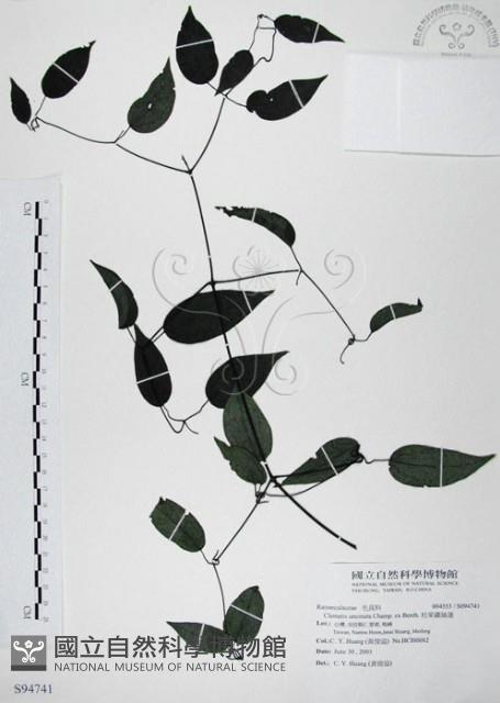 柱果鐵線蓮藏品圖，第1張