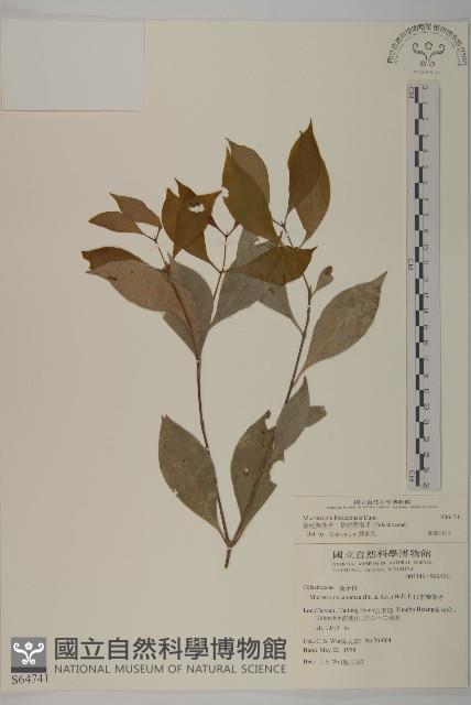 福建賽衛矛、福建假衛矛藏品圖，第1張