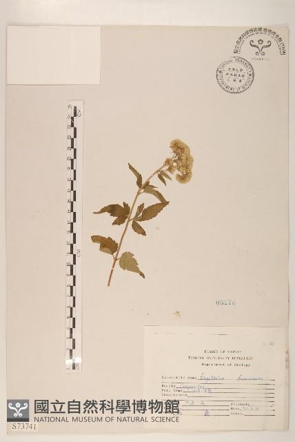 臺灣澤蘭藏品圖，第1張