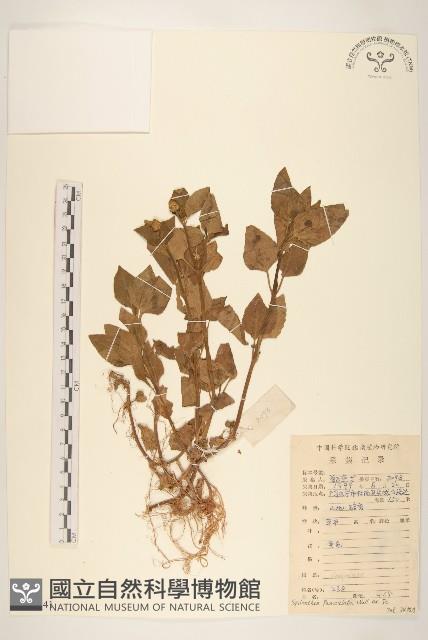 Accession Number:S083741 Collection Image, Figure 1, Total 2 Figures