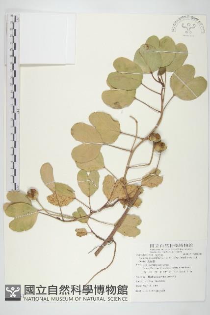 馬鞍藤藏品圖，第1張
