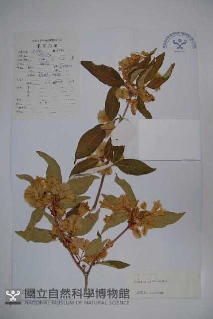 雲南雙盾木藏品圖，第1張