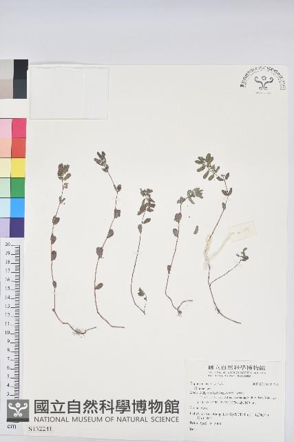 登錄號:S132241藏品圖，第1張