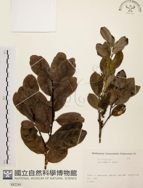 鼠刺藏品圖，第1張