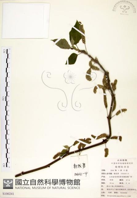 構樹藏品圖，第1張