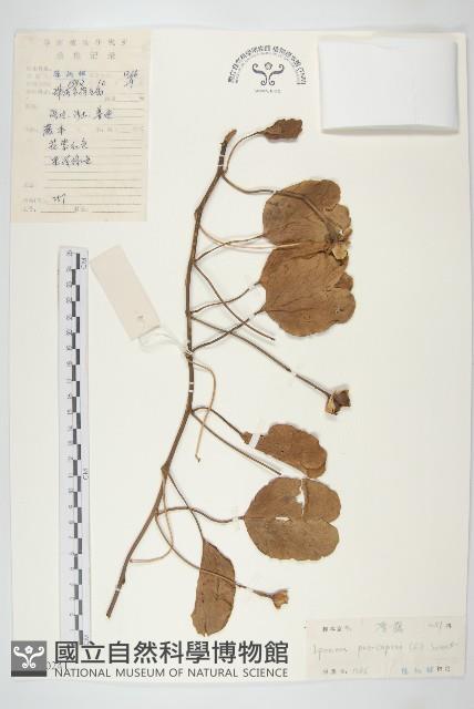 登錄號:S030241藏品圖，第1張