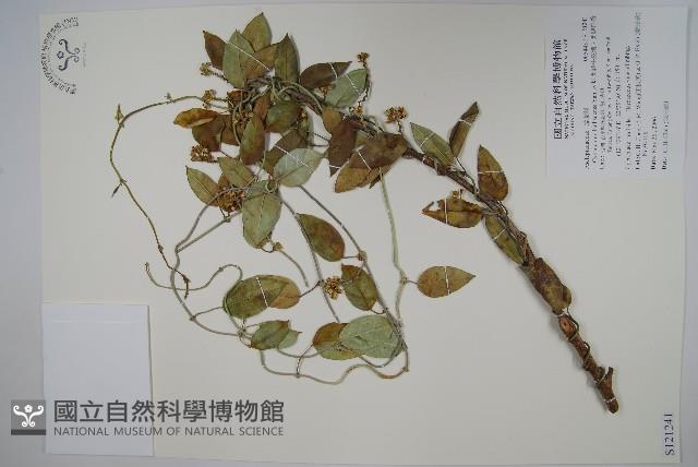 蘭嶼牛皮消、蘭嶼白薇藏品圖，第1張