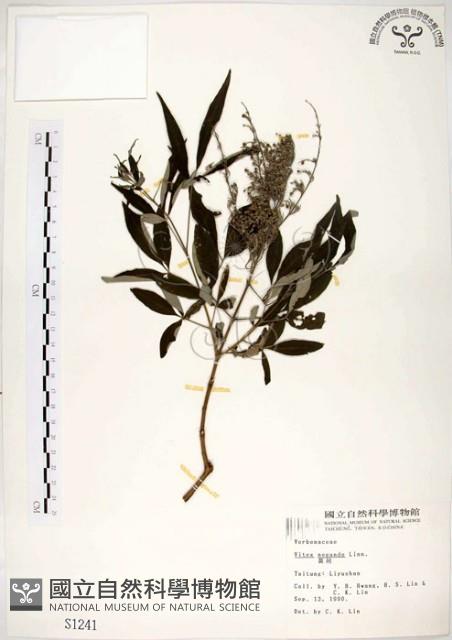 黃荊藏品圖，第1張