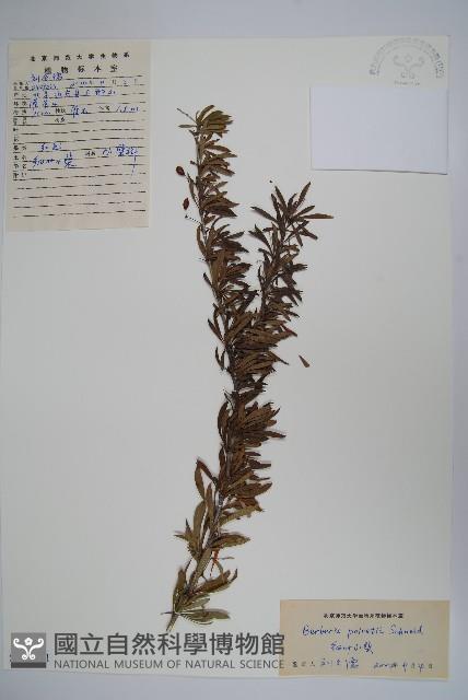 登錄號:S111241藏品圖，第1張