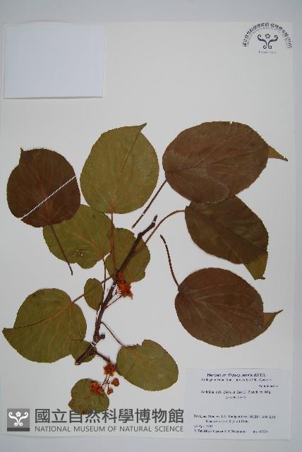 腺齒獼猴桃藏品圖，第1張