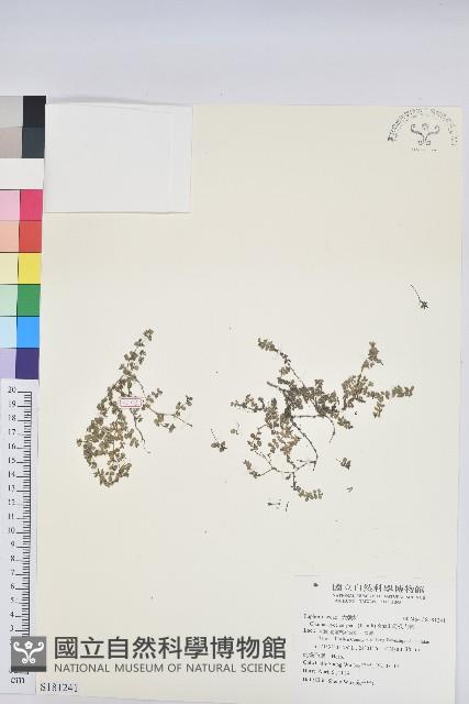 匐根大戟藏品圖，第1張