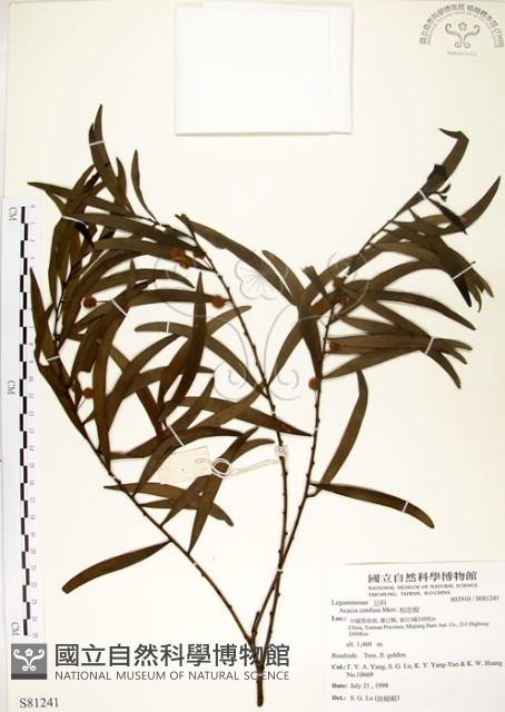 相思樹藏品圖，第1張