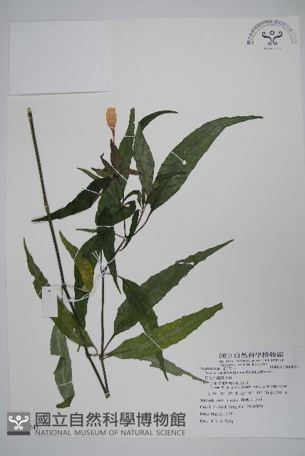 長花九頭獅子草、山藍藏品圖，第1張