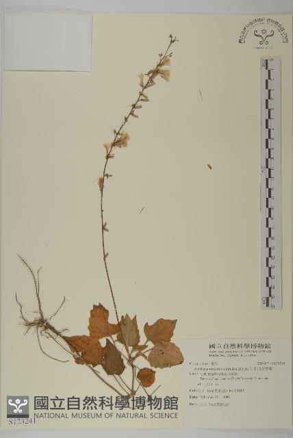 阿里山鬼督郵藏品圖，第1張