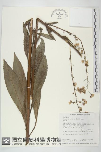 細葉水丁香藏品圖，第1張