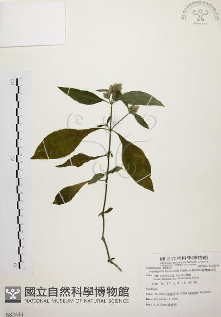 臺灣鱗球花藏品圖，第1張