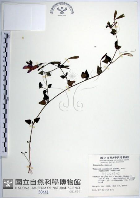 倒地蜈蚣、四角銅鑼藏品圖，第1張